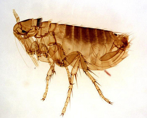 Flea species in NZ