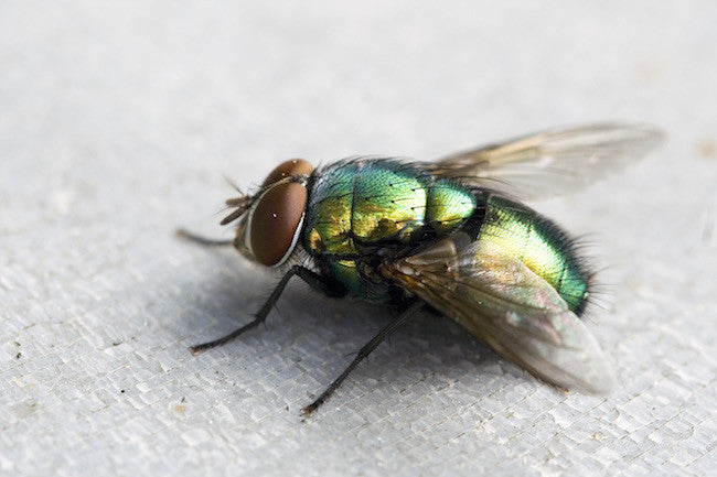 What sort of Flies do we have in New Zealand