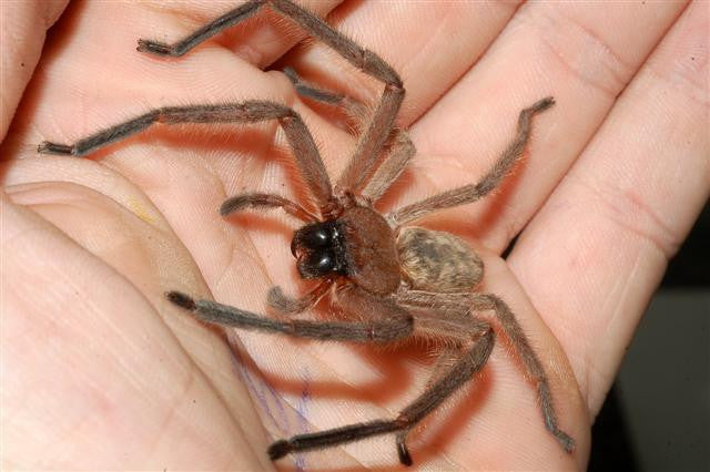 Spiders Found In New Zealand