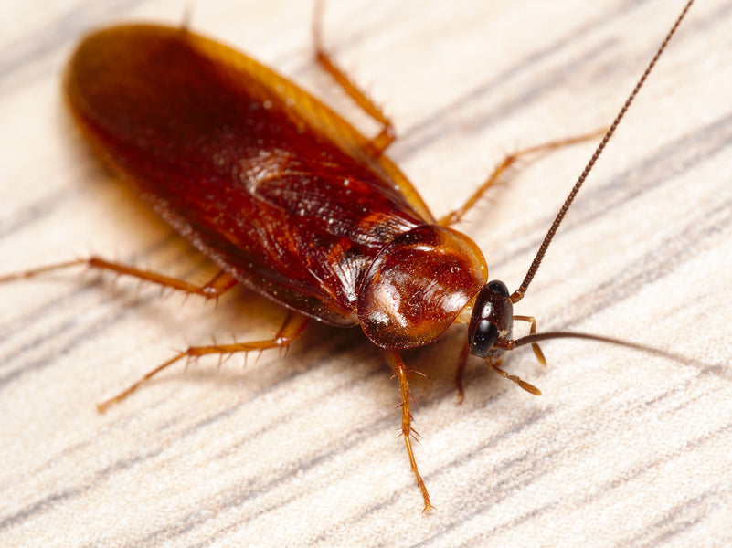 Cockroaches Found In New Zealand