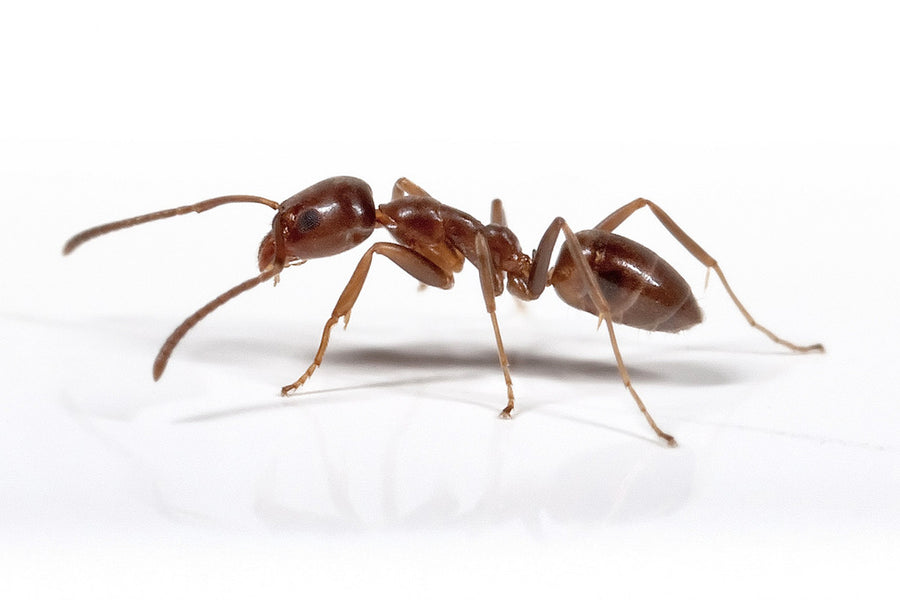 Our common Ants in NZ