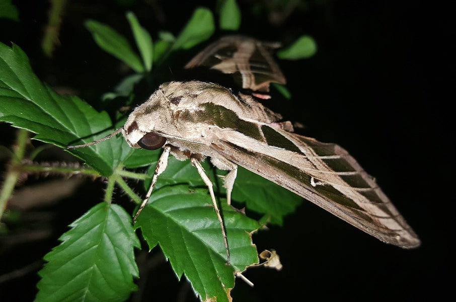 Moths Found In New Zealand
